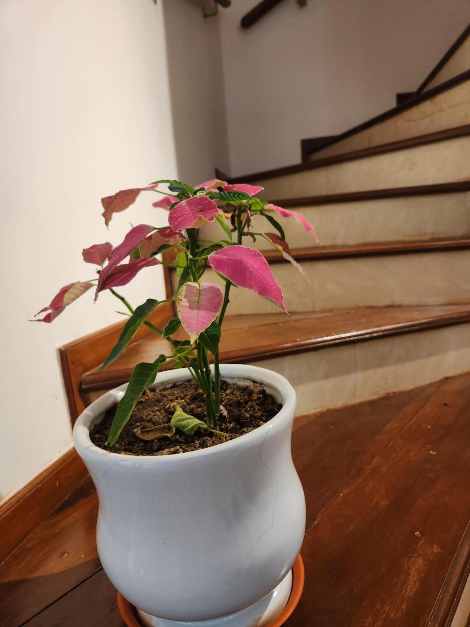 Ederra Stays & Cafe باناجي المظهر الخارجي الصورة